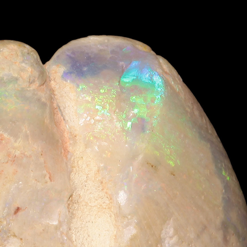 Opal Replacing Bivalve Fossil