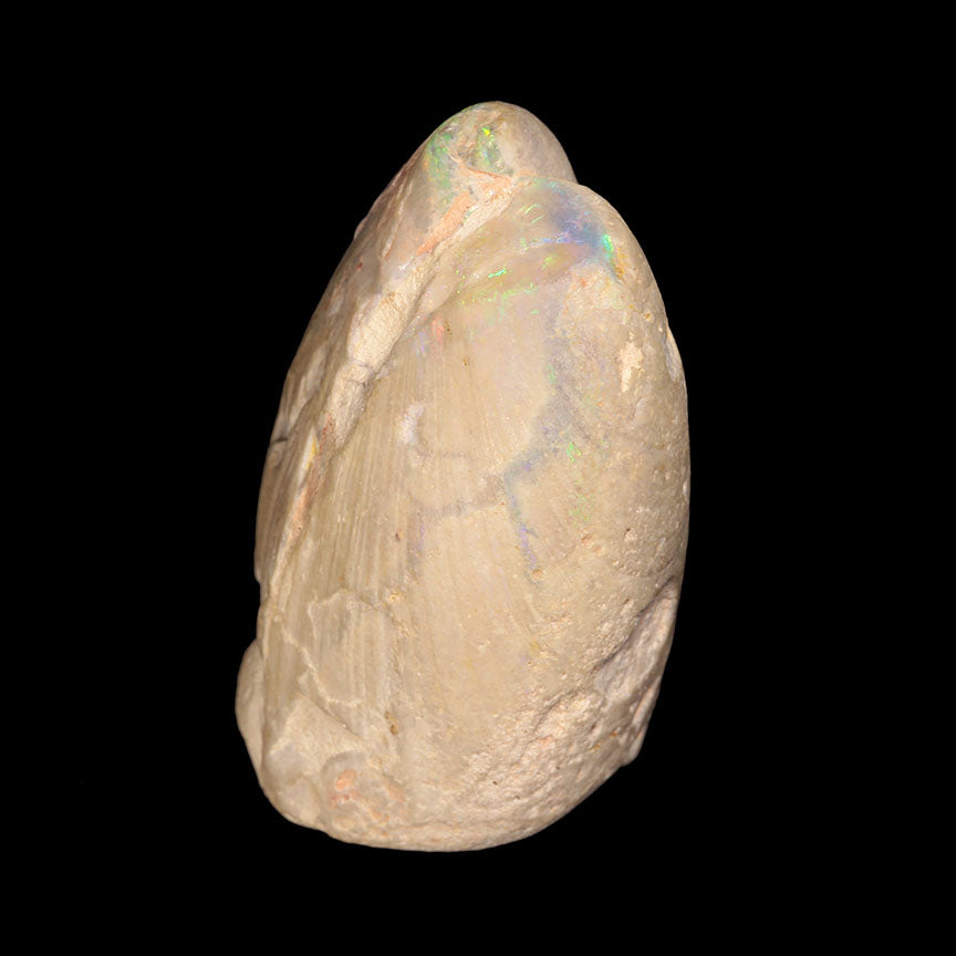 Opal Replacing Bivalve Fossil