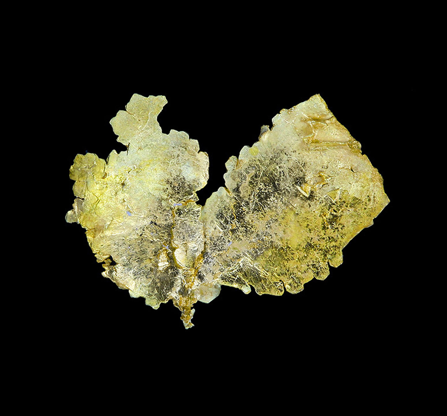 Leaf Gold