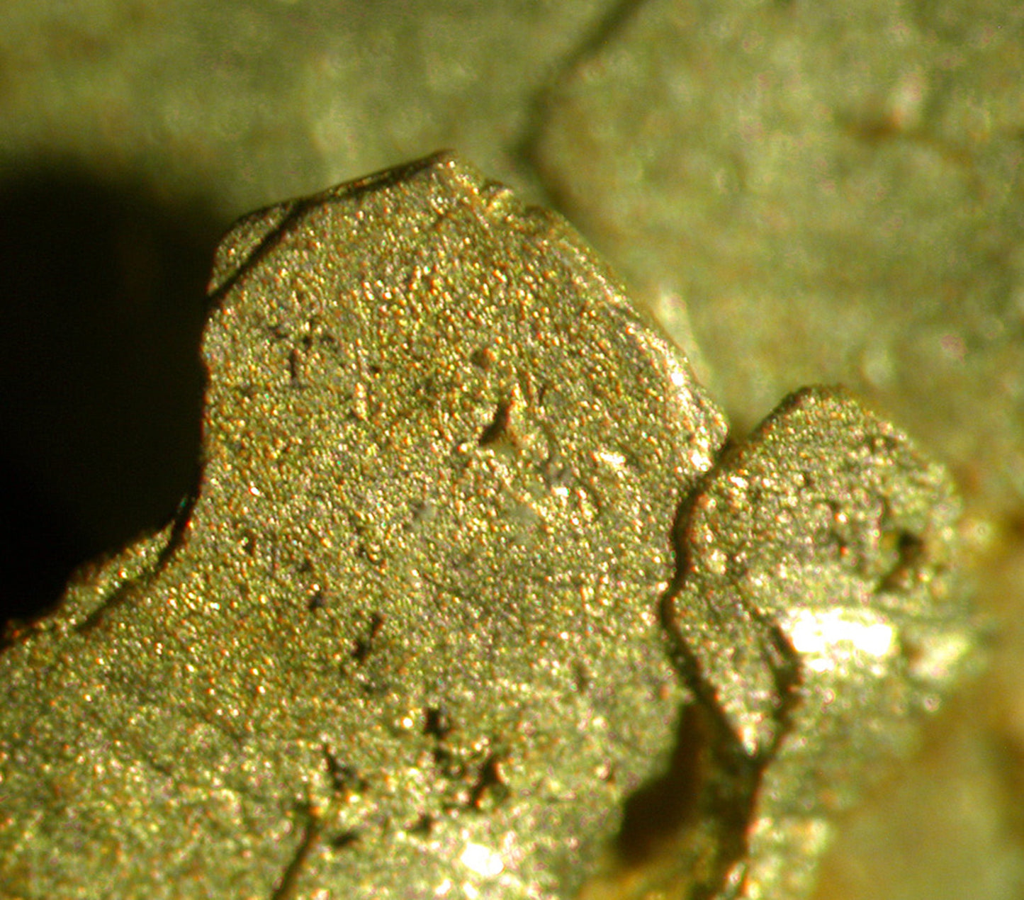 Leaf Gold