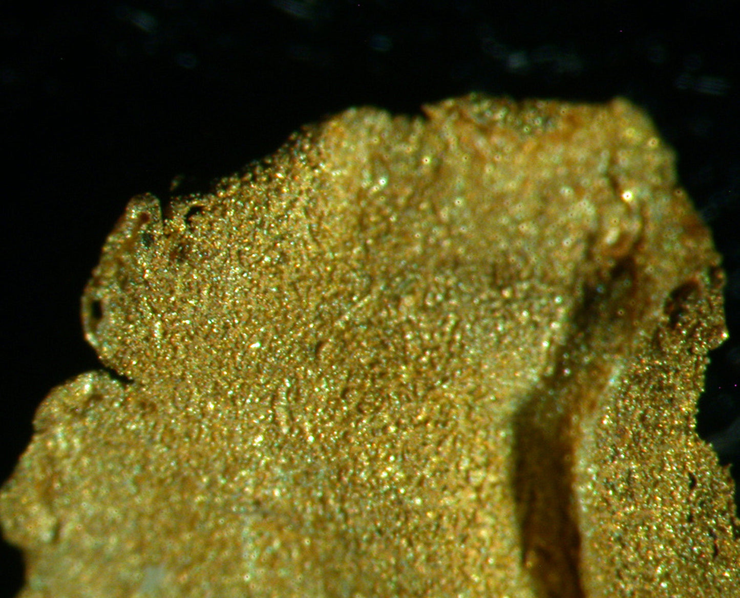 Leaf Gold