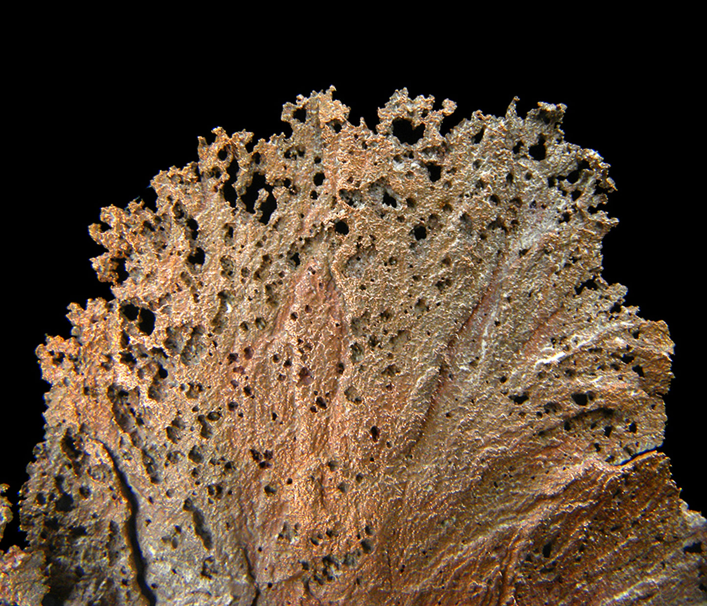 Copper
(leaf-like specimen)