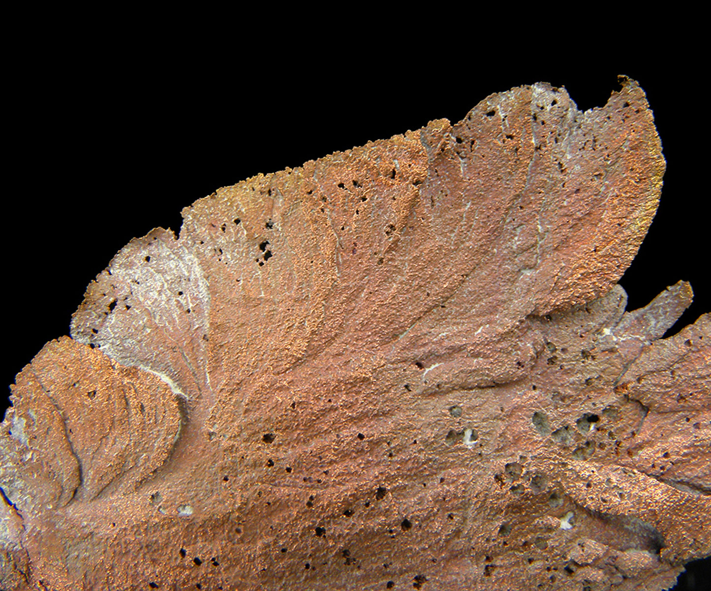 Copper
(leaf-like specimen)