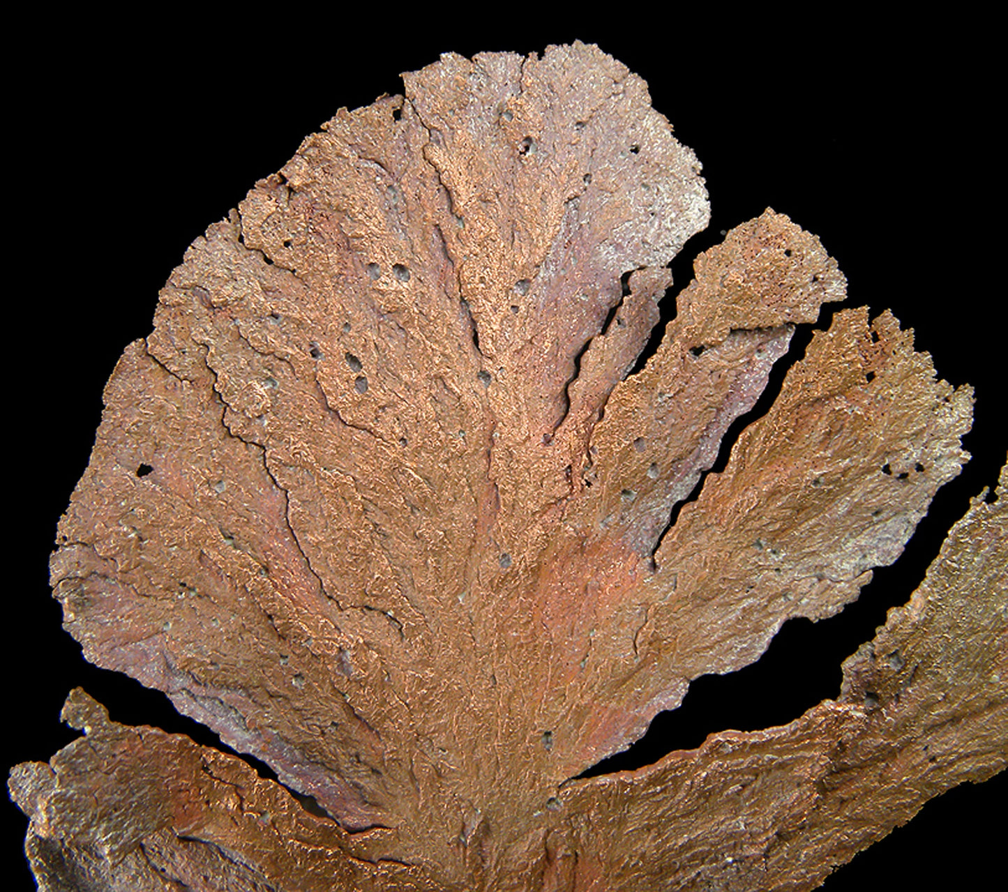 Copper
(leaf-like specimen)