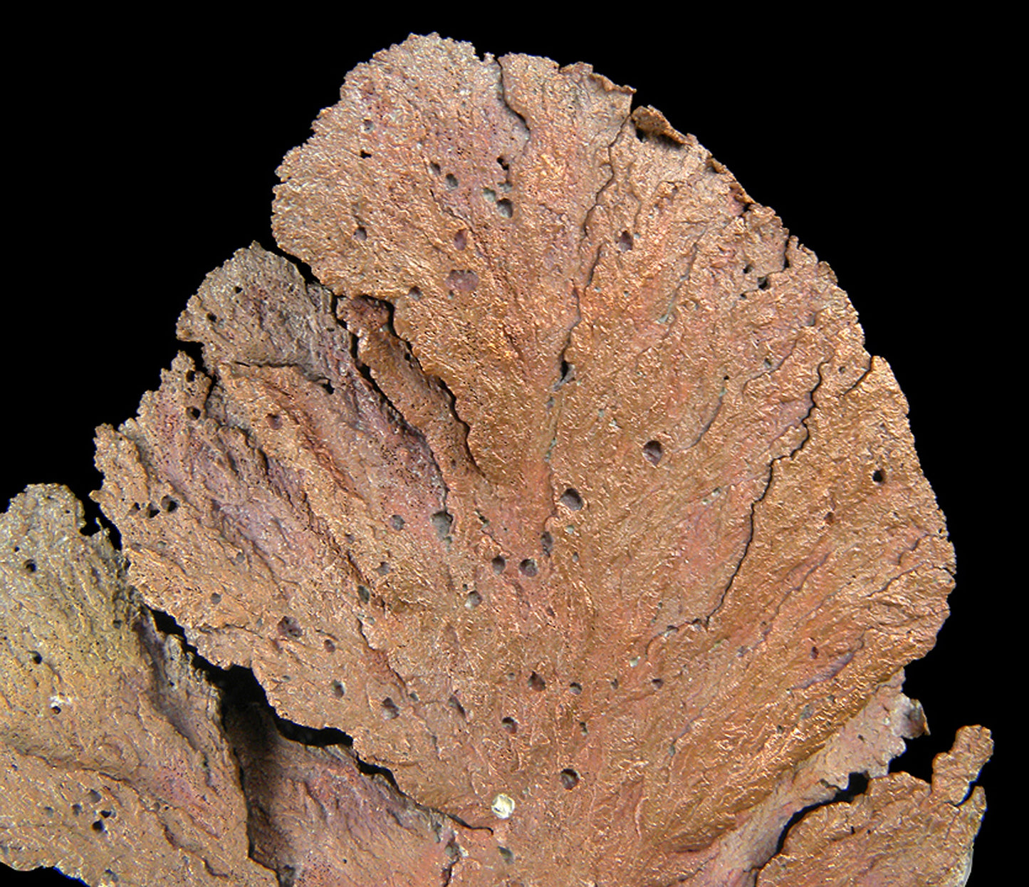 Copper
(leaf-like specimen)