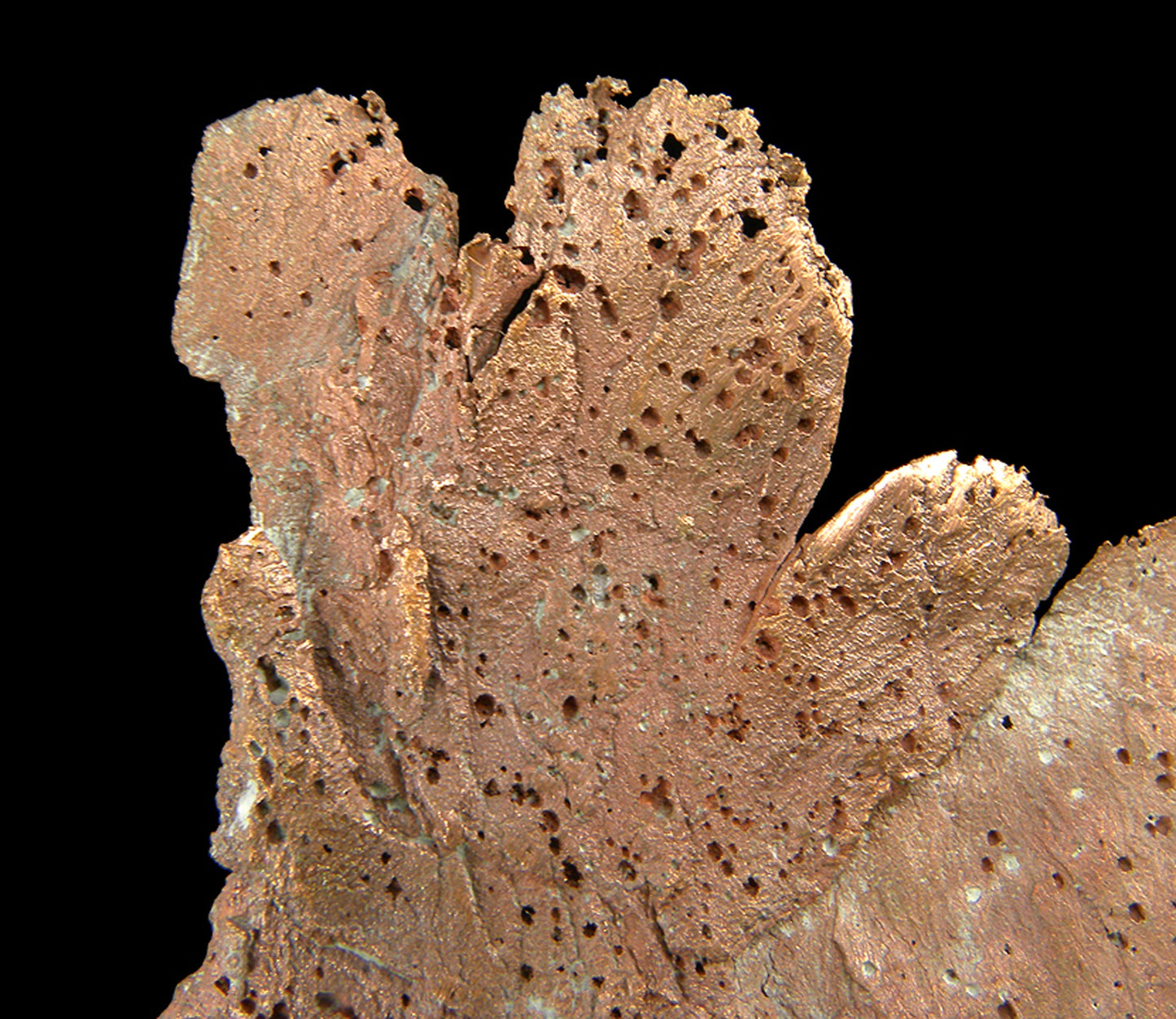Copper
(leaf-like specimen)