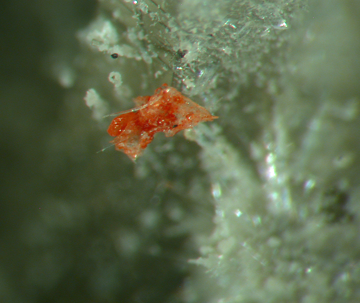 Vauxite, Paravauxite, Metavauxite, Sigloite, Quartz, Wavellite and Römerite