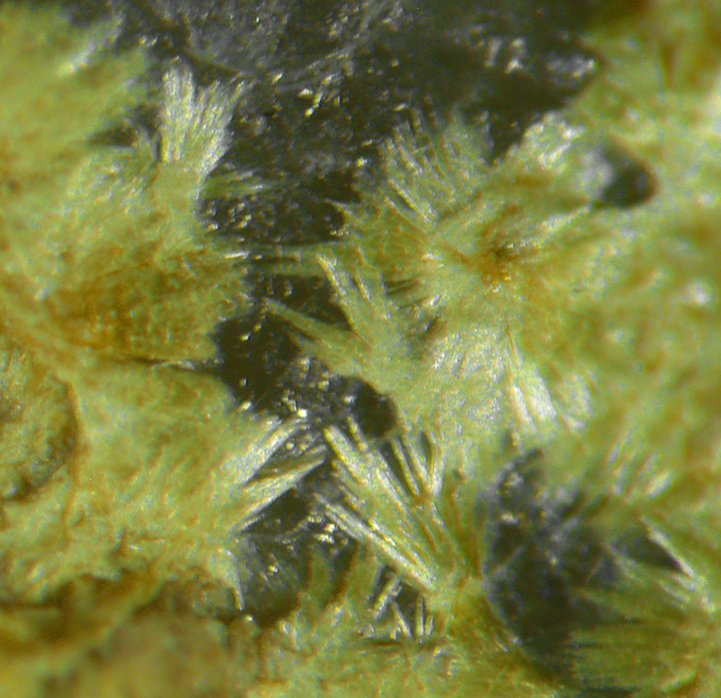 Ferrimolybdite / Molybdite