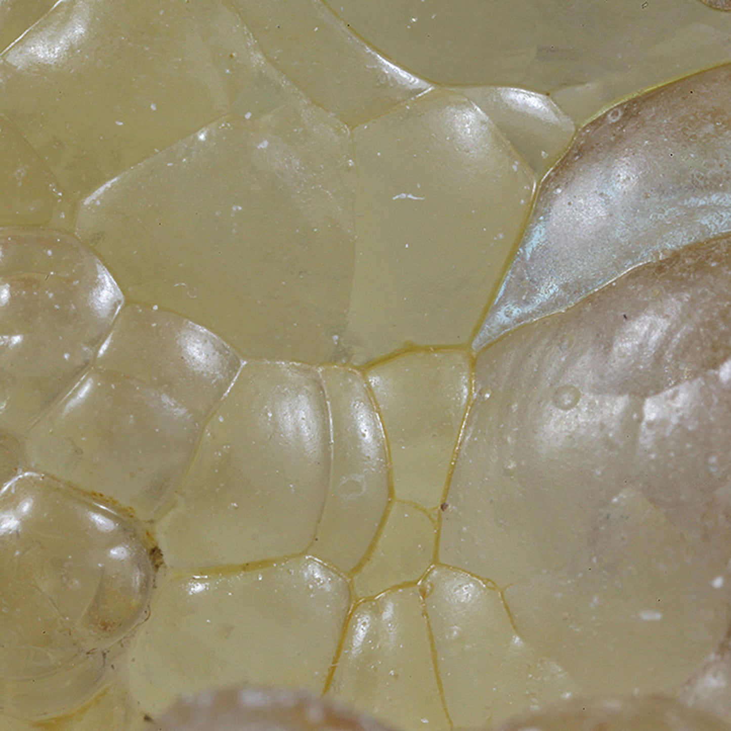 Opal
(var: Opal-AN) / (var: Hyalite Opal)
(“Blood Vessel Opal”)