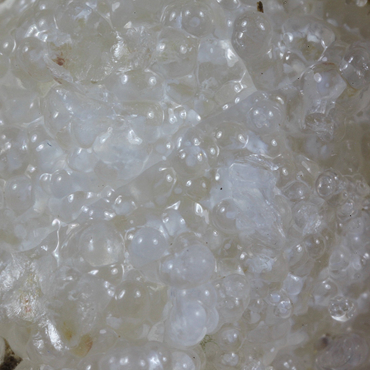 Opal
(var: Opal-AN) / (var: Hyalite Opal)
(“Blood Vessel Opal”)