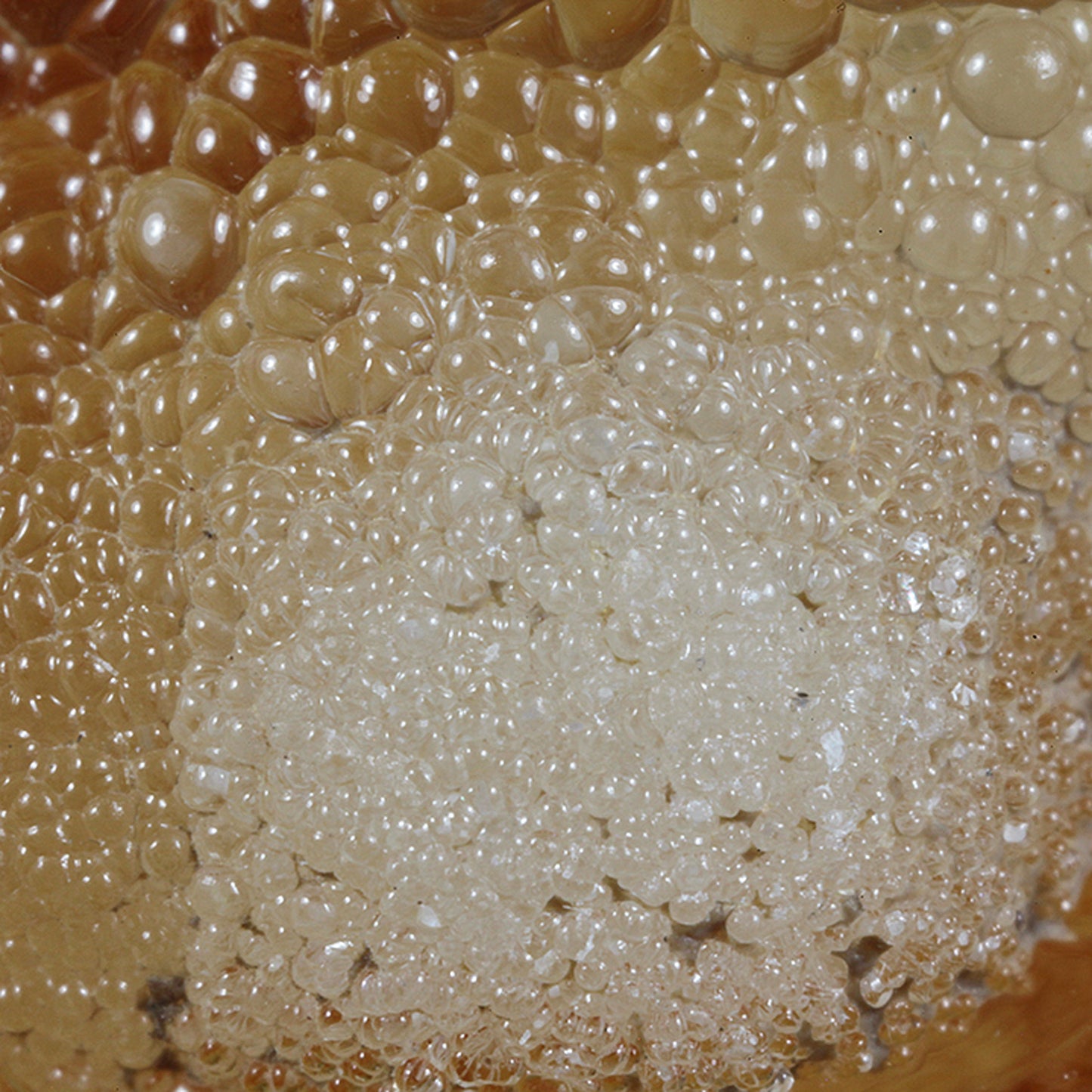 Opal
(var: Opal-AN) / (var: Hyalite Opal)
(“Blood Vessel Opal”)