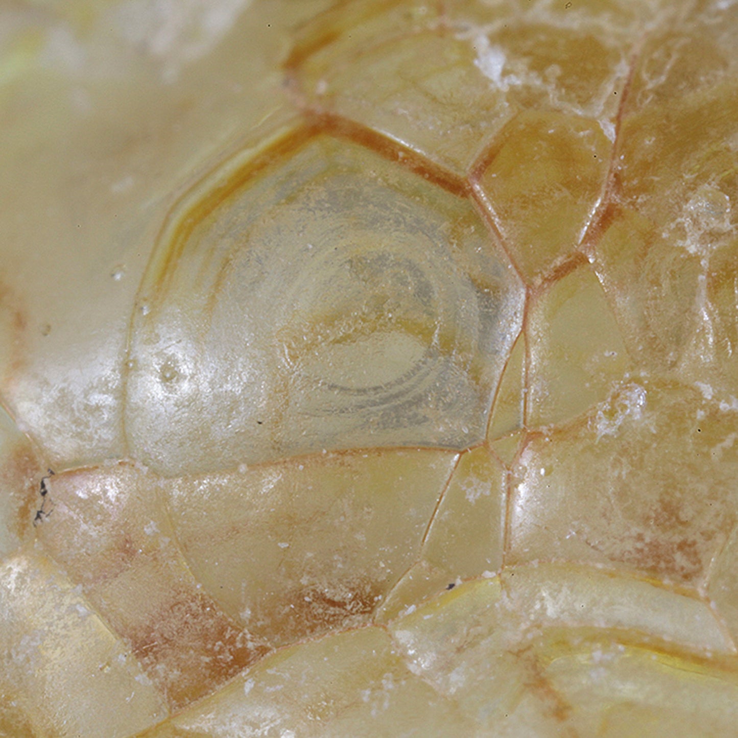 Opal
(var: Opal-AN) / (var: Hyalite Opal)
(“Blood Vessel Opal”)