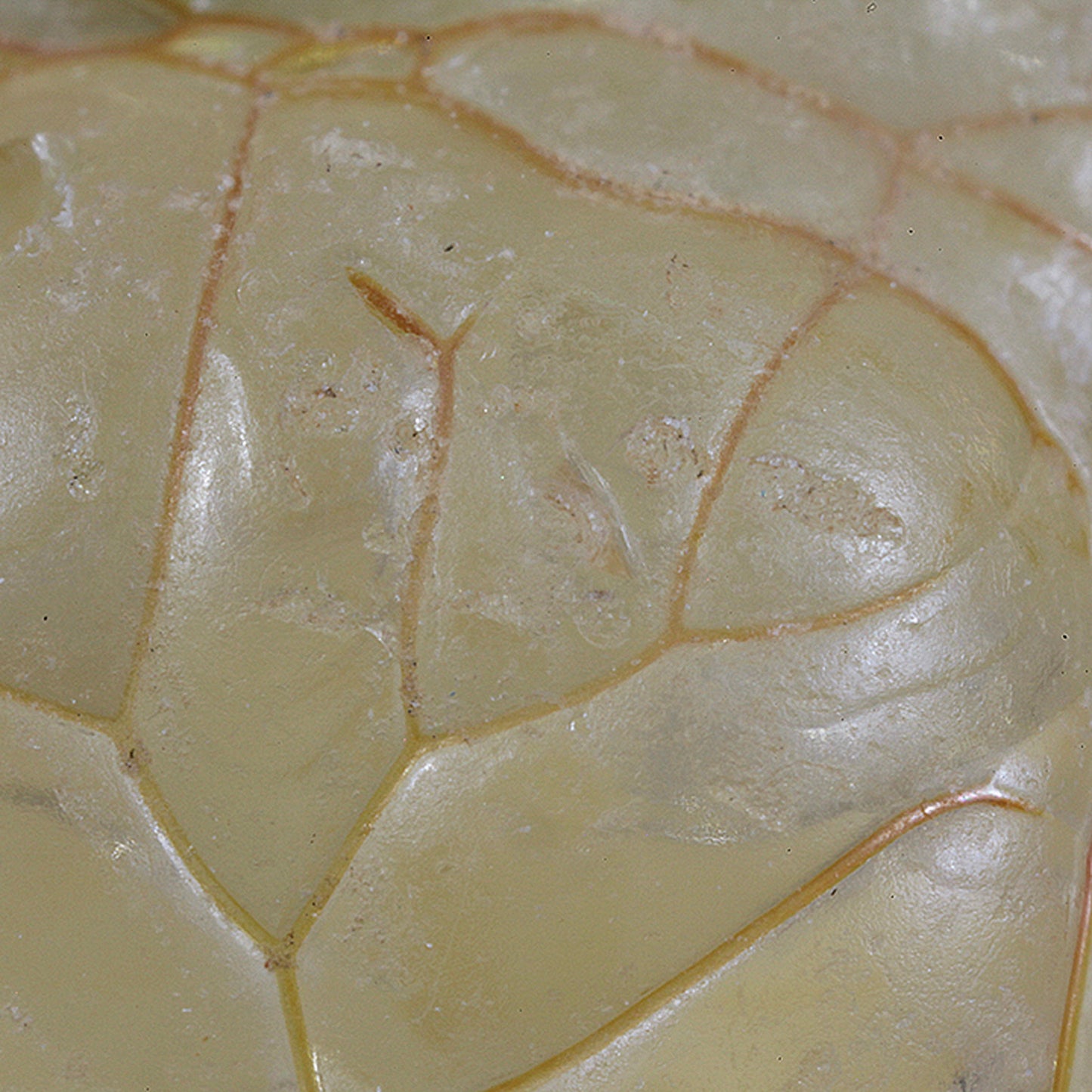 Opal
(var: Opal-AN) / (var: Hyalite Opal)
(“Blood Vessel Opal”)