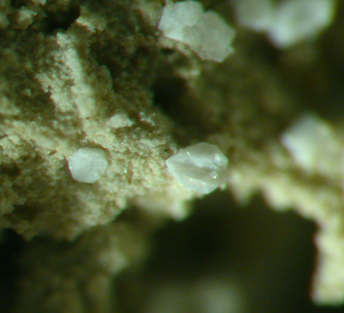 Prehnite casts after Anhydrite with “Phacolite” twinned Chabazite & Pumpellyite