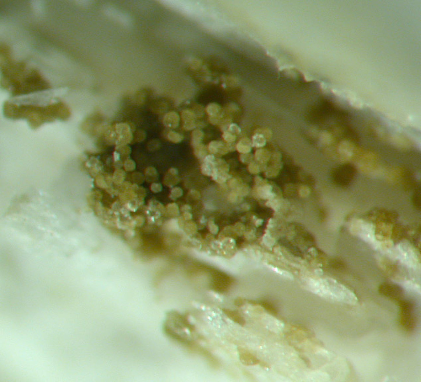 Prehnite casts after Anhydrite with “Phacolite” twinned Chabazite & Pumpellyite