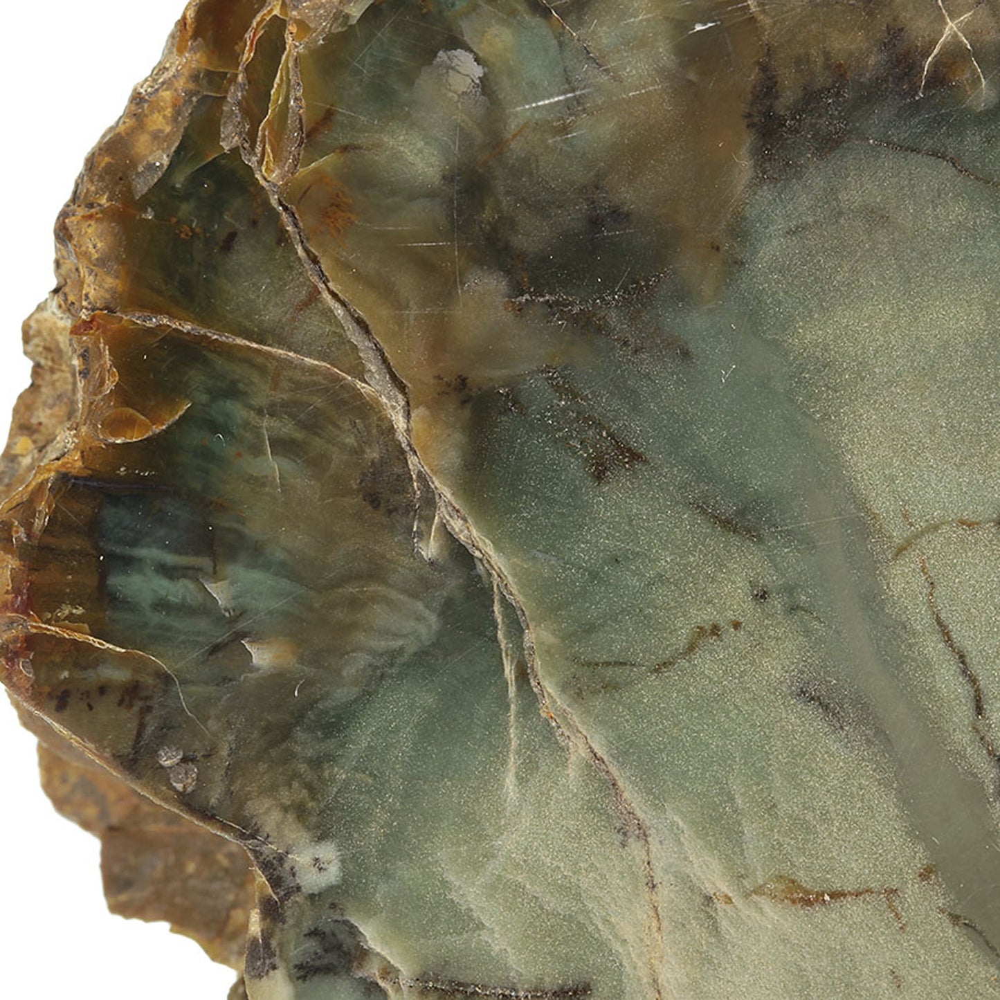 Petrified Wood with Banded Agate
(incredibly rare color)