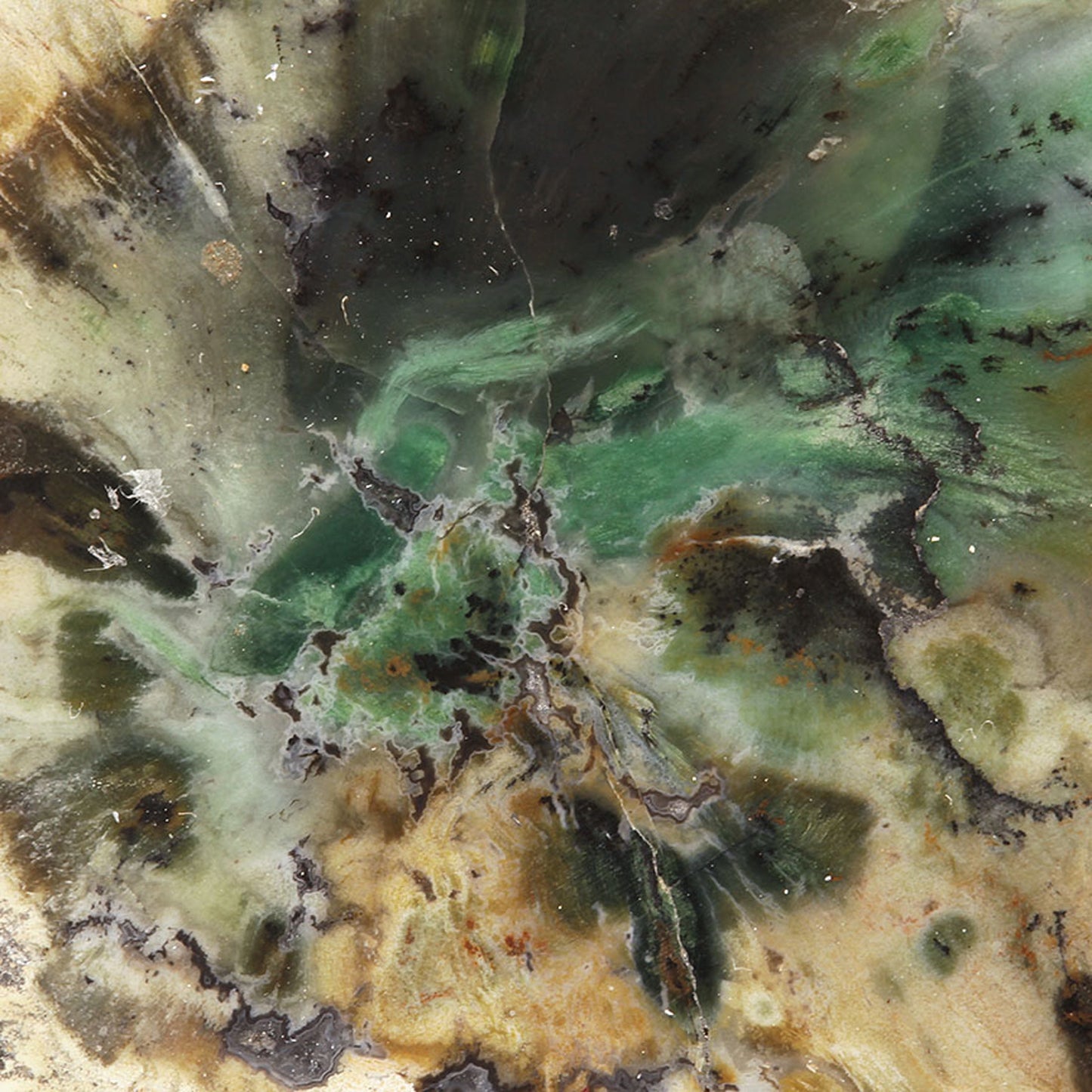 Petrified Wood with Banded Agate
(incredibly rare color)