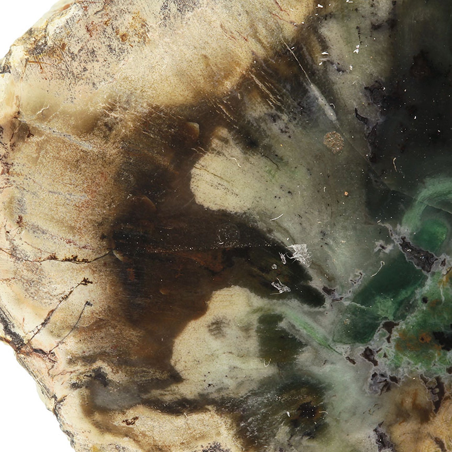 Petrified Wood with Banded Agate
(incredibly rare color)