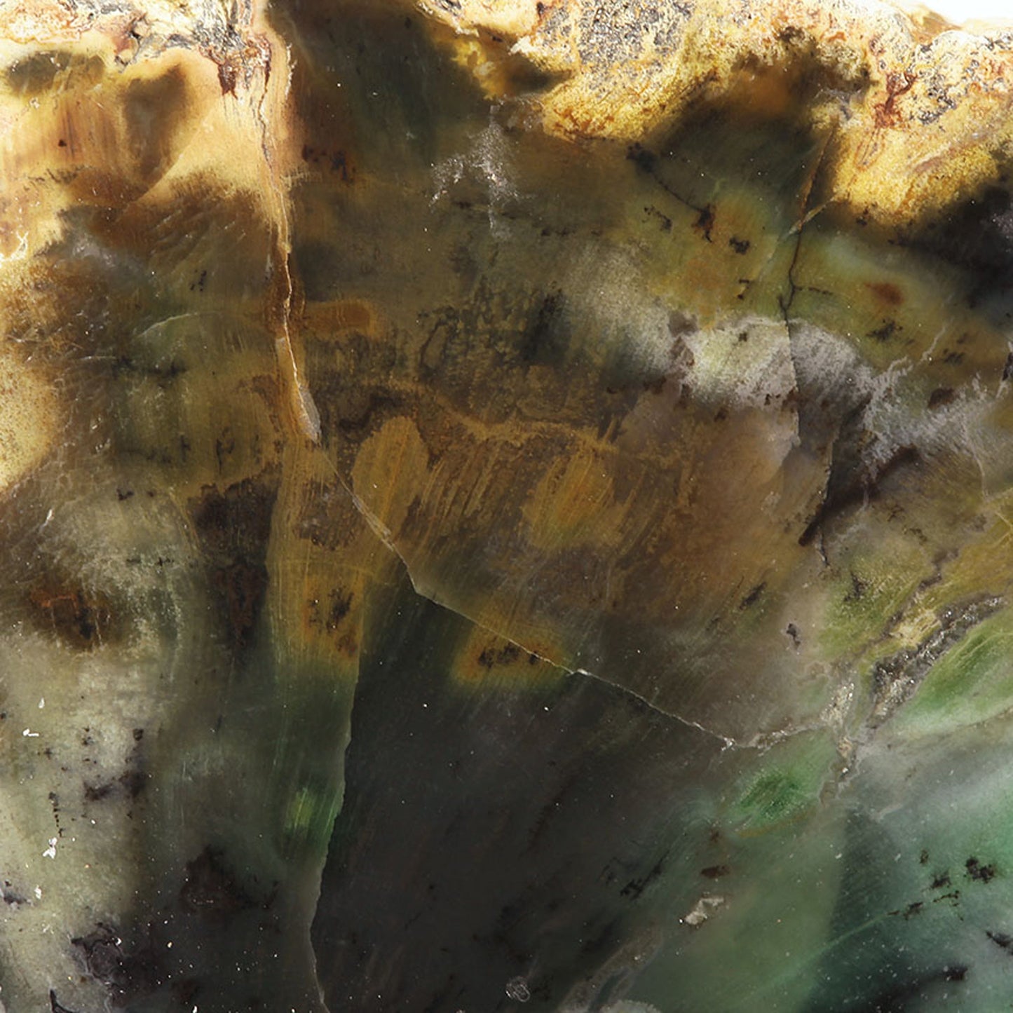 Petrified Wood with Banded Agate
(incredibly rare color)