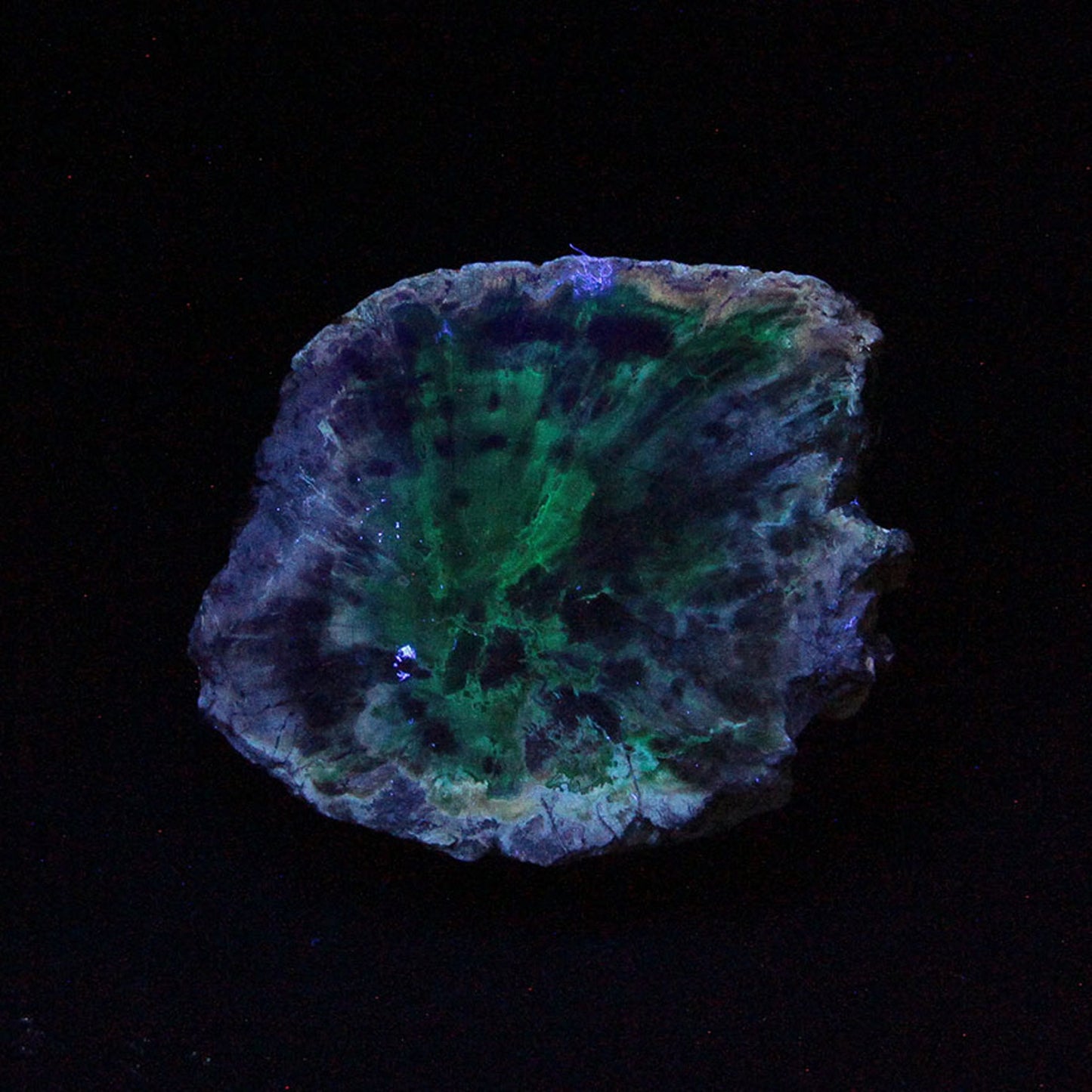 Petrified Wood with Banded Agate
(incredibly rare color)