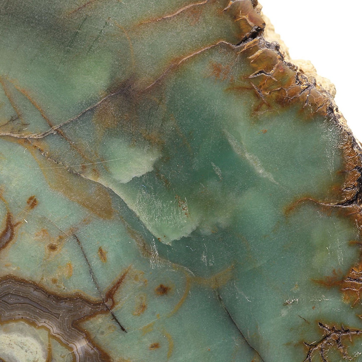Petrified Wood with Banded Agate
(incredibly rare color)