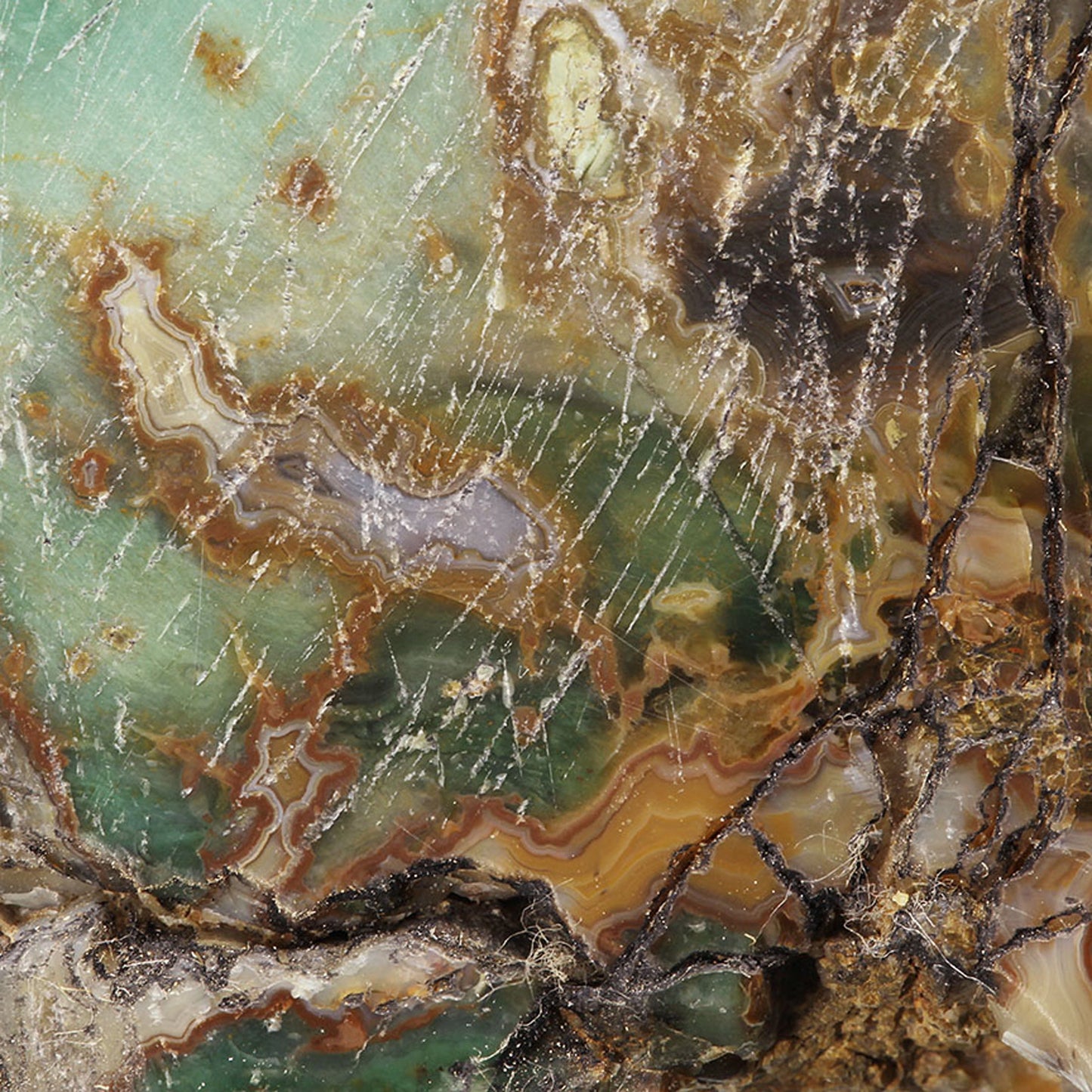 Petrified Wood with Banded Agate
(incredibly rare color)