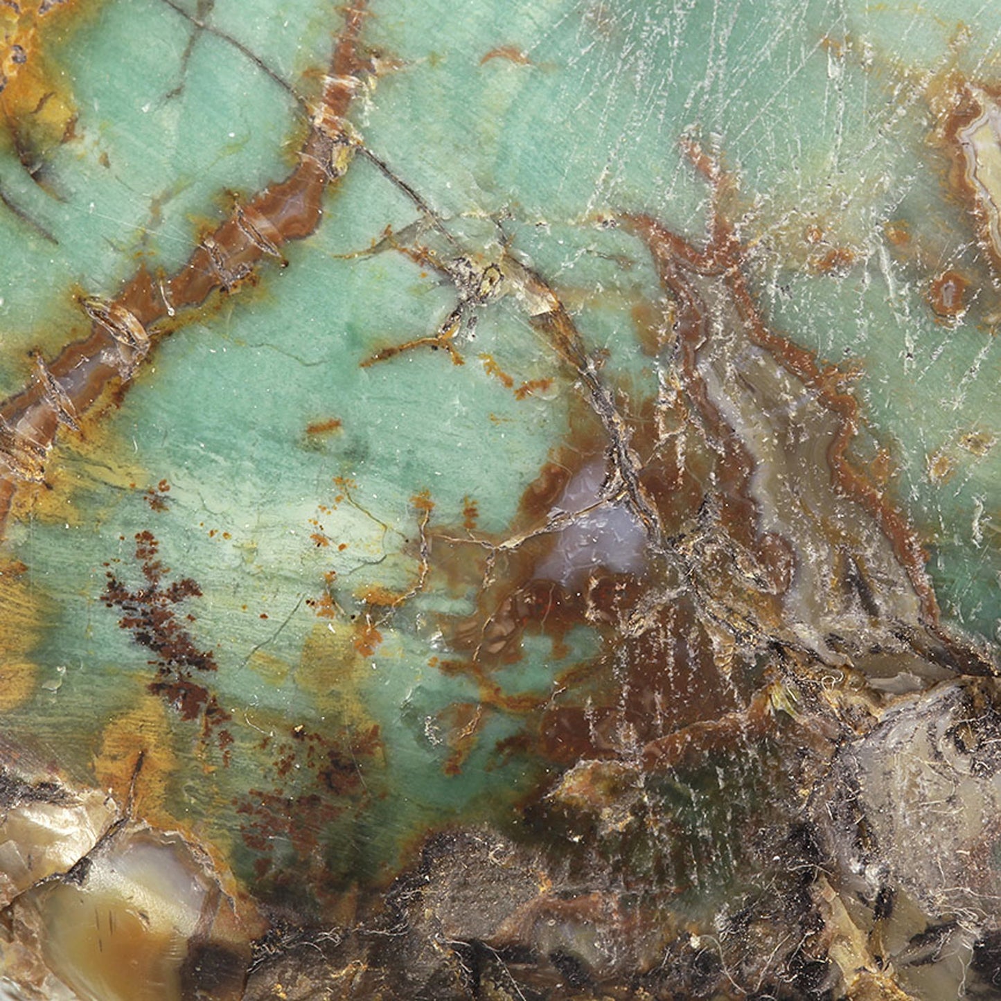 Petrified Wood with Banded Agate
(incredibly rare color)