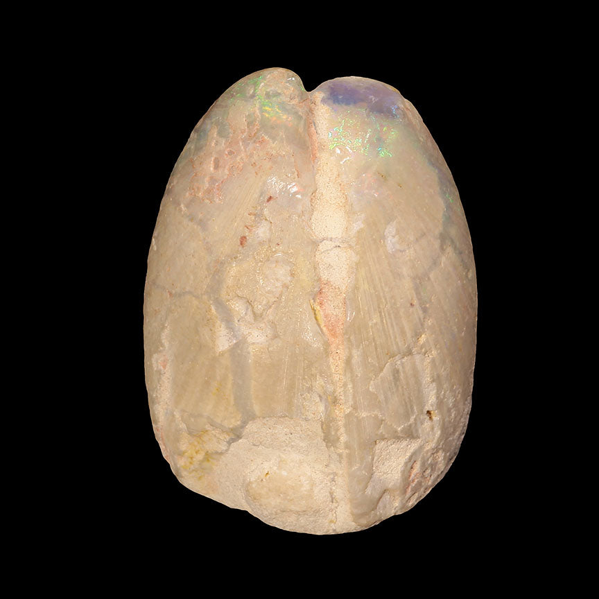 Fossils