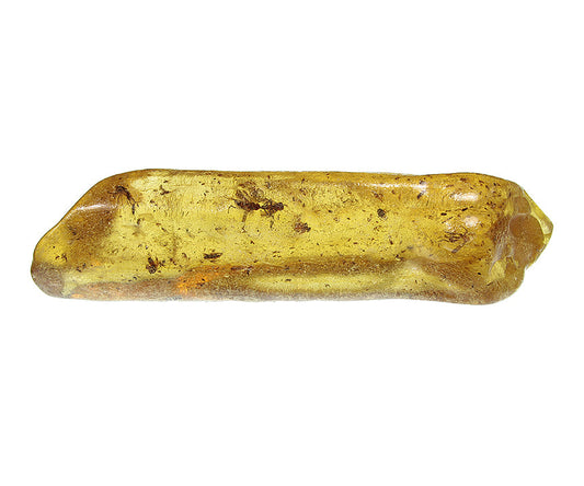 Copal / Young Amber with insect inclusions