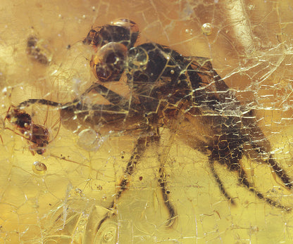 Copal / Young Amber with insect inclusions