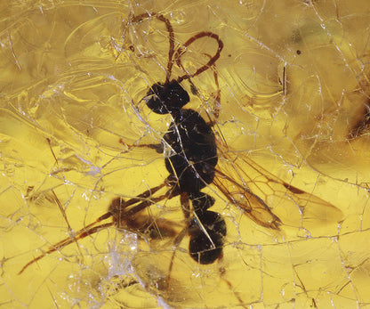 Copal / Young Amber with insect inclusions