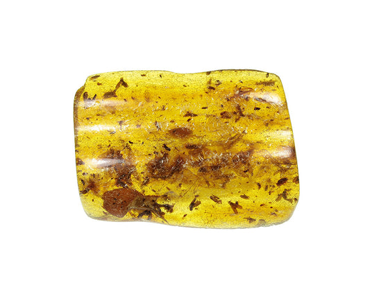 Copal / Young Amber with insect inclusions
