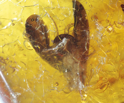 Copal / Young Amber with insect inclusions