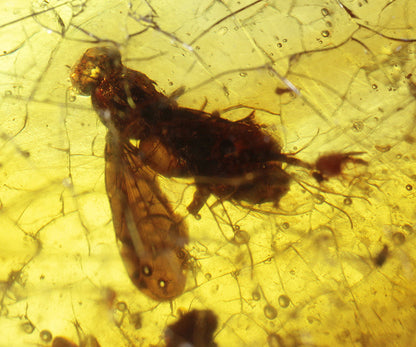 Copal / Young Amber with insect inclusions