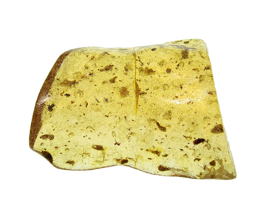 Copal / Young Amber with insect inclusions