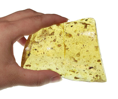 Copal / Young Amber with insect inclusions