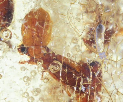 Copal / Young Amber with insect inclusions
