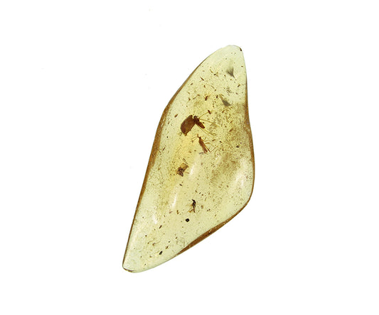 Copal / Young Amber with insect inclusions