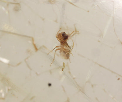 Copal / Young Amber with insect inclusions