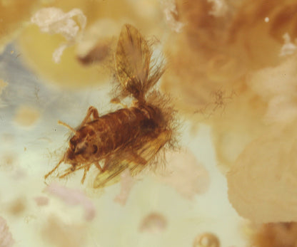 Copal / Young Amber with insect inclusions