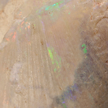 Opal Replacing Bivalve Fossil