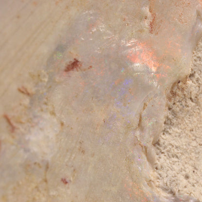 Opal Replacing Bivalve Fossil