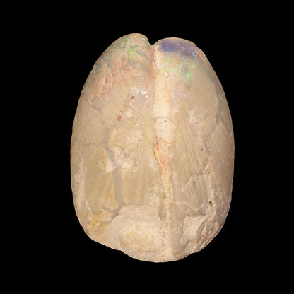 Opal Replacing Bivalve Fossil