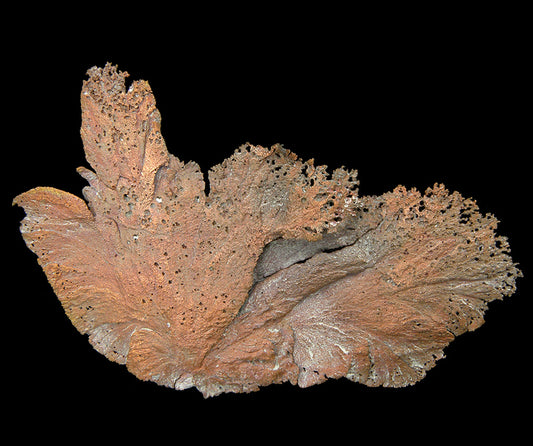 Copper 
(leaf-like specimen)