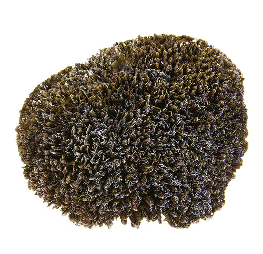 Goethite with Quartz (var: Smoky)