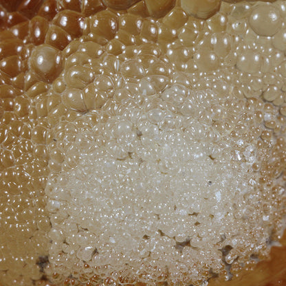Opal 
(var: Opal-AN) / (var: Hyalite Opal) 
(“Blood Vessel Opal”)