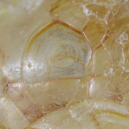 Opal 
(var: Opal-AN) / (var: Hyalite Opal) 
(“Blood Vessel Opal”)