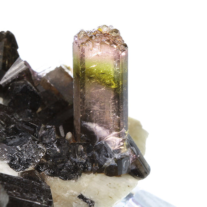 Tourmaline 
(Fluor-Liddicoatite)