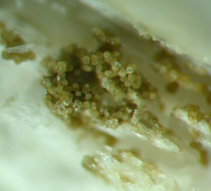 Prehnite casts after Anhydrite with “Phacolite” twinned Chabazite & Pumpellyite