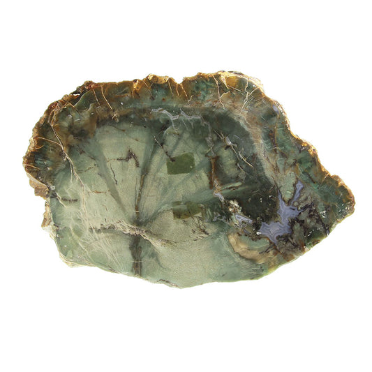 Petrified Wood with Banded Agate
(incredibly rare color)
